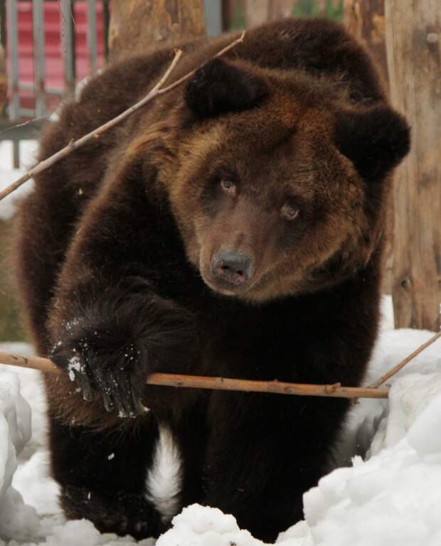 В Екатеринбургском зоопарке проснулись медведи