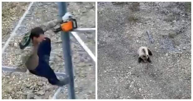 Голодный медведь загнал рабочих на вышку и съел их тушенку Магаданская область, видео, животные, медведь, рабочие, россия, тушенка