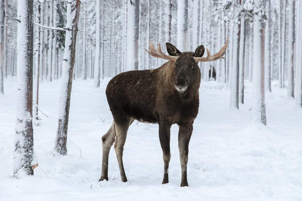 Федоров: обезлесение в Подмосковье вынуждает лосей идти к людям в поисках еды