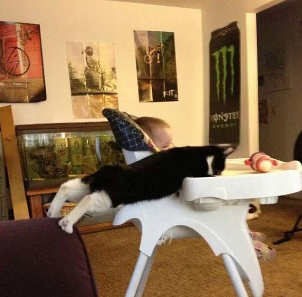 смешные кошки коты, кошки странные места поспать, коты неподходящие места прилечь, кошки выбирают место