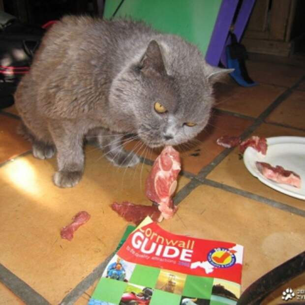 кошка
