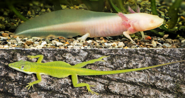 an axolotl and a green anole 