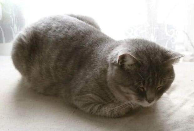кот