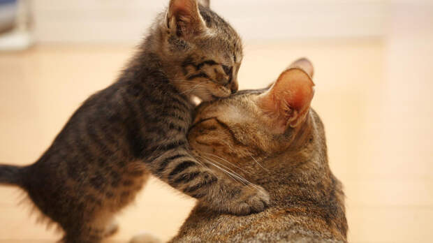 Kissing Animals