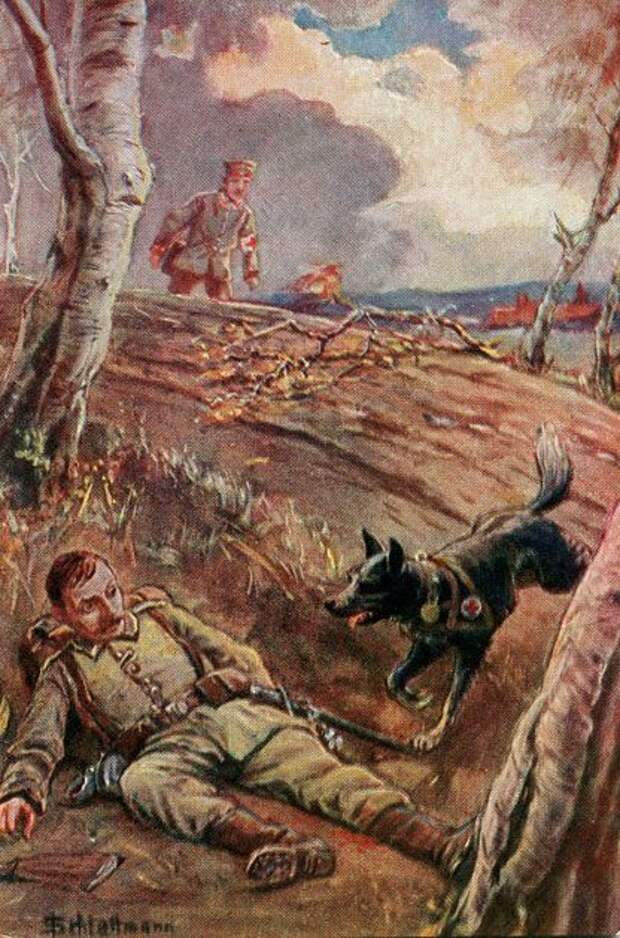 Галерея животных, втянутых людьми в мировую бойню Галерея животных, втянутых людьми в мировую бойню факты, мировая война, животные