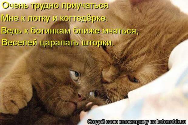 Котоматрицы(картинки с надписями)