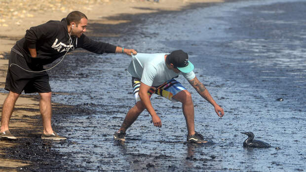 Волонтёры вытаскивают из разлитой нефти птиц, штат Калифорния