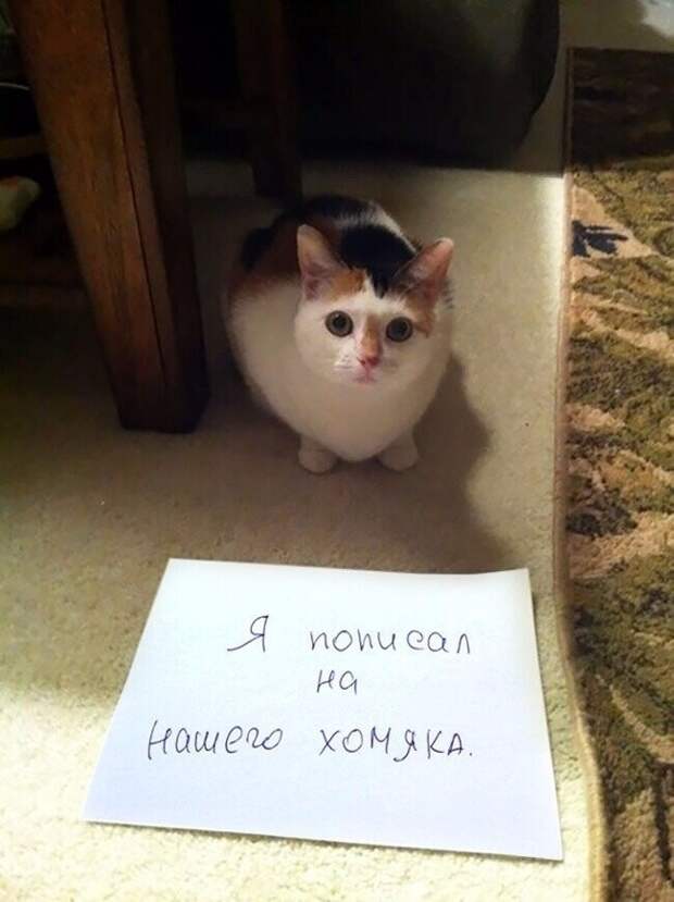 18 переводов с кошачьего 18 переводов с кошачьего