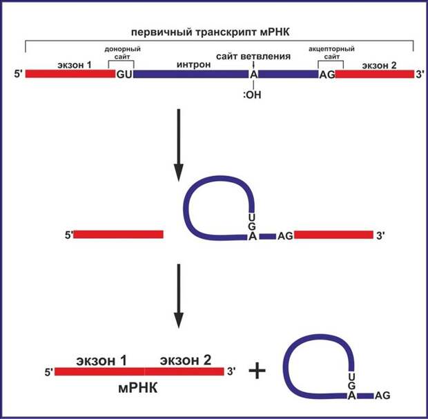 Сплайсинг - процесс удаления интрона из матричной РНК
