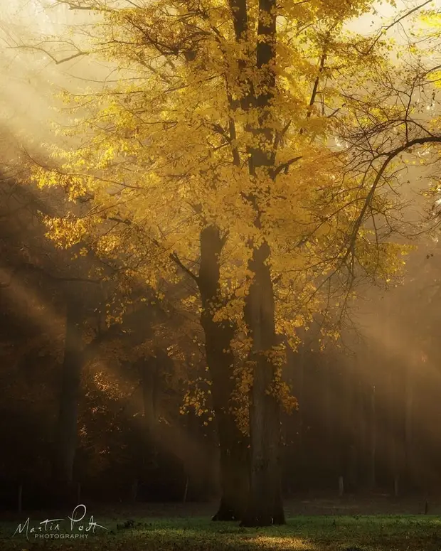 ��������� ����