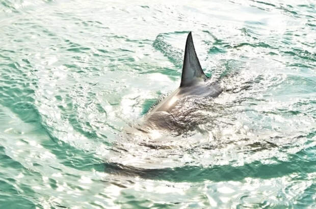 У побережья США заметили гигантскую акулу длиной более 2,7 метра