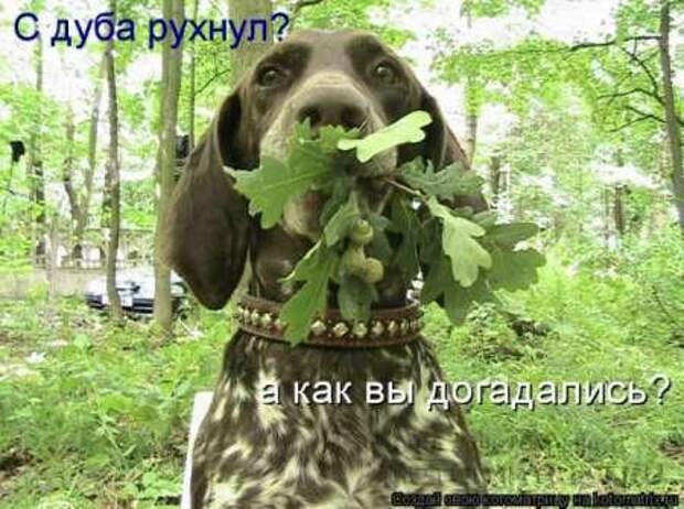 Сборка котоматриц