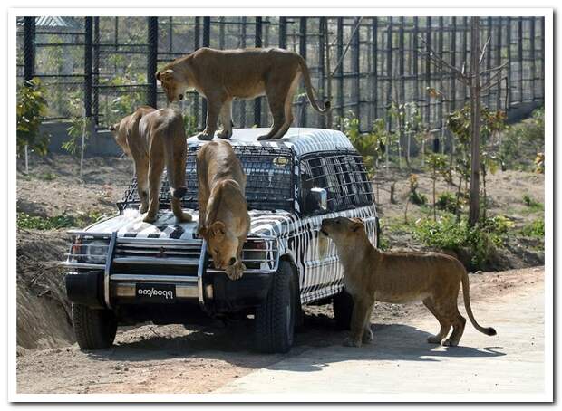 Животный мир планеты