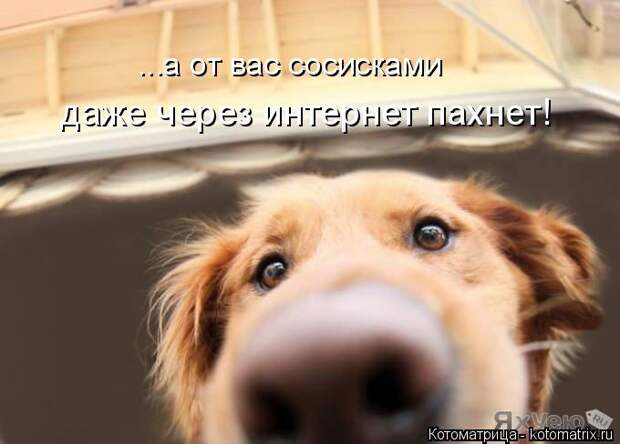 Новые котоматрицы с классным задором (30 фото)