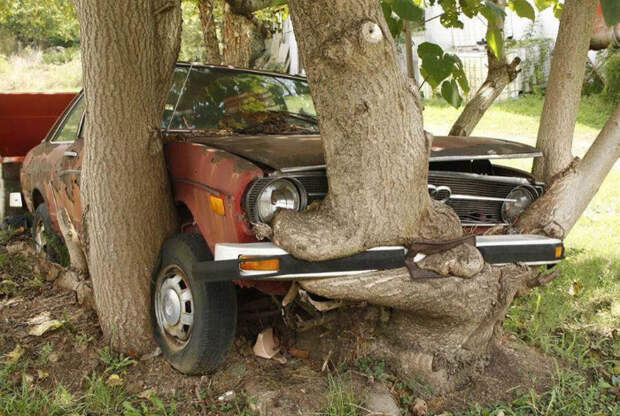 Дерево обняло машину.