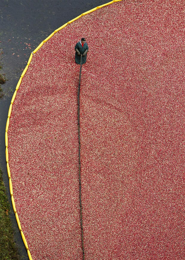 pb 110927 cranberry rs 2.photoblog900 Сбор урожая клюквы в Висконсине