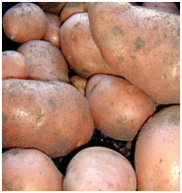 Бронхит лечение народными средствами картошкой thumbnail