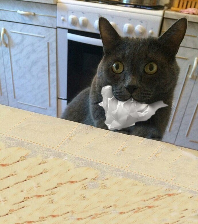 Иногда коты предпочитают промолчать Иногда коты предпочитают промолчать