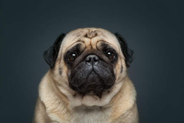 This Pug Knows The Secret Of Famous 