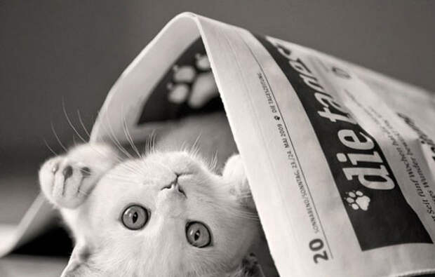 кошка, белая, газета, черно белое