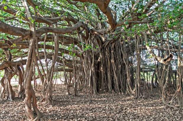 15 удивительных деревьев, которые растут на нашей планете, хотя в это и не верится