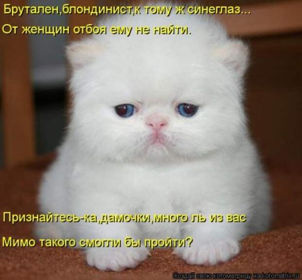 Отличная коллекция котоматриц (25 шт)