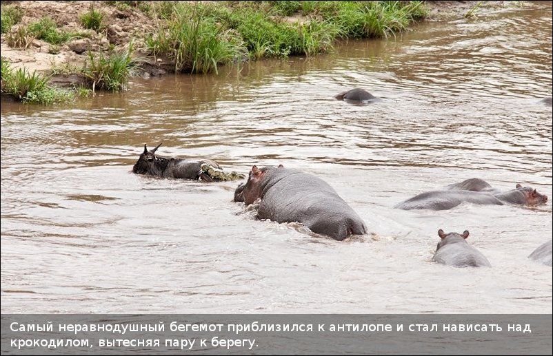 Бегемот спас антилопу (11 фотографий), photo:6