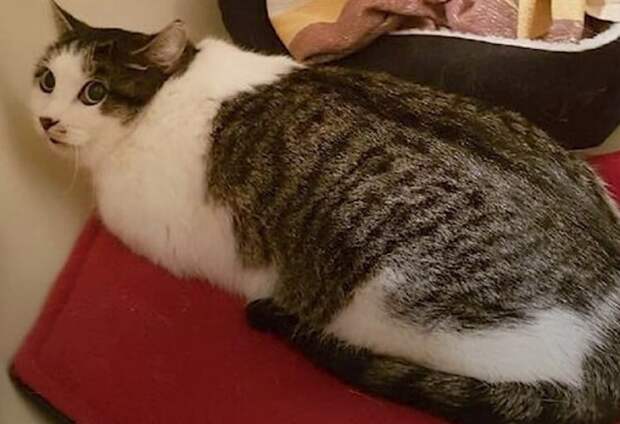 Кошка лежит