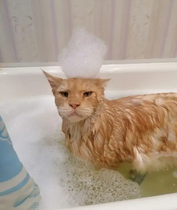 Позитив и юмор в смешных фотографиях