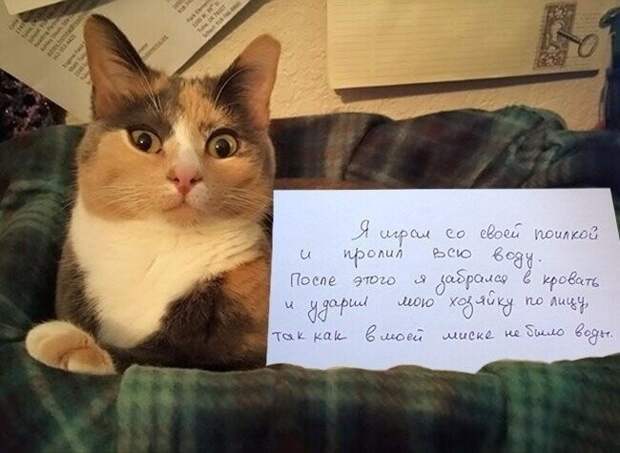 Агрессия со стороны котов? Нет! Люди сами виноваты Агрессия со стороны котов? Нет! Люди сами виноваты