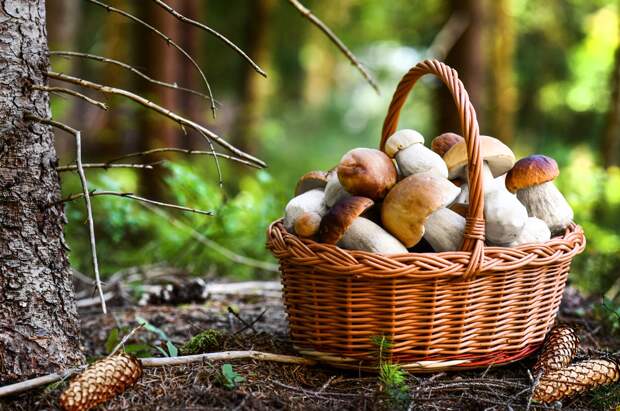 Состав как у ракетного топлива: какие грибы опасно есть даже после варки – отвечает миколог