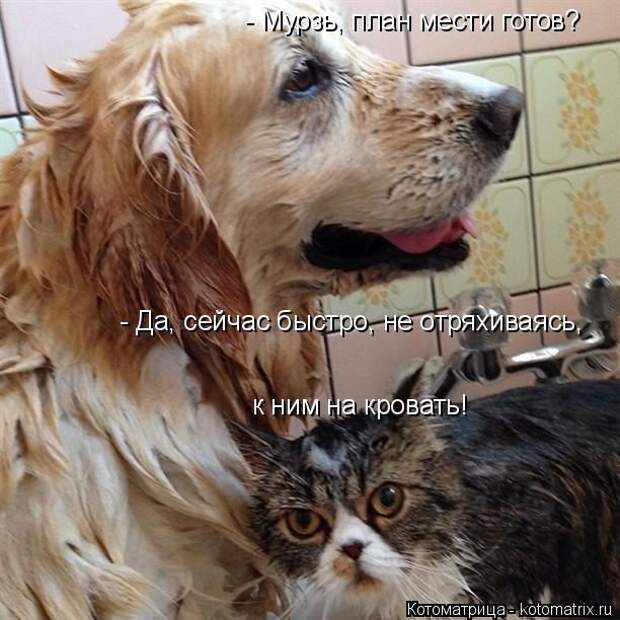 Лучшие котоматрицы недели  