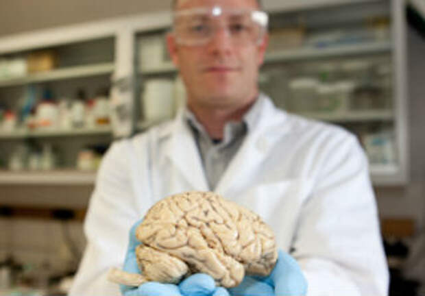 Размер мозга увеличивается. Размер мозга взрослого человека. Объем головного мозга современного человека. Средний объем мозга человека. Размер мозга человека и дельфина.