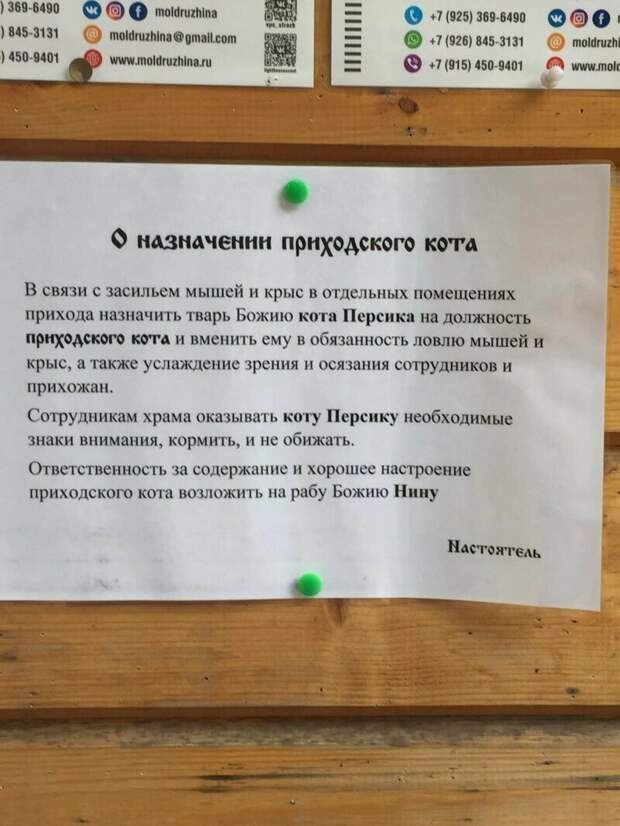 Куда же без кота-то! Куда же без кота-то! благочестие, доброта, добрые дела, молитва, православные шутят