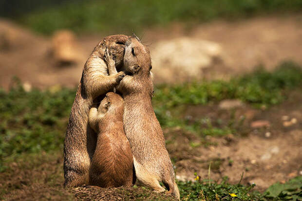 animals-kissing-2