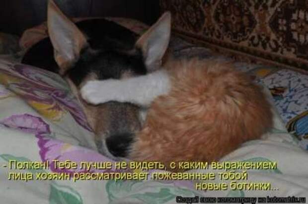 Прикольные животные, котоматрица