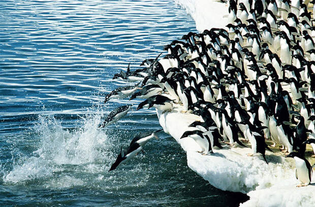 Зимой пингвины мигрируют на сотни километров в поисках пищи в мире, животные, животный мир, жизнь, интересное, мигрант, мигранты, подборка