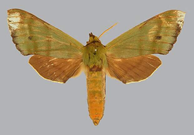 a photo of a fabulous green sphinx moth, this moth is a brown color because it is a dead specimen