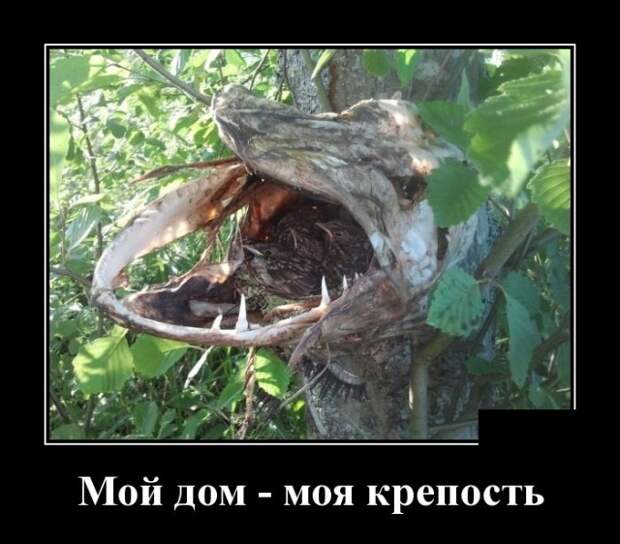 Демотиваторы (30 фото)