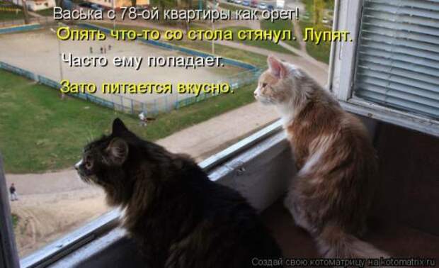 Котоматрицы(картинки с надписями)