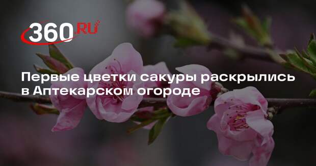 Первые цветки сакуры раскрылись в Аптекарском огороде