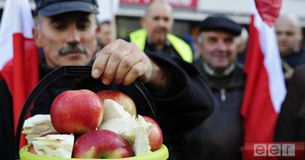 Поляки собрались выращивать яблоки в Смоленской области