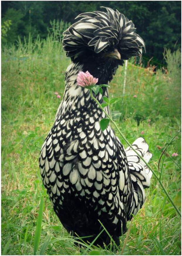 SUP-Beautiful-Chicken-From-Poland-727448 (496x700, 355Kb)