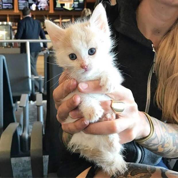 Девушка спасла котенка во время поездки в Перу и забрала его с собой в США
