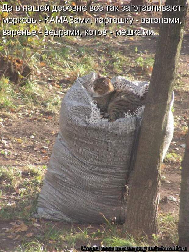 Котоматрица - Да в нашей деревне всё так заготавливают: морковь - КАМАЗами, картошку