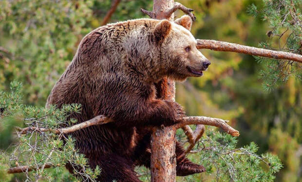 Люди смотрели с дерева на медведей, когда один из них залез за 2 секунды на 15 метров и сел рядом