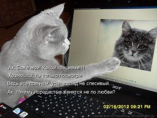 фотографий животных с подписями (50 фото)