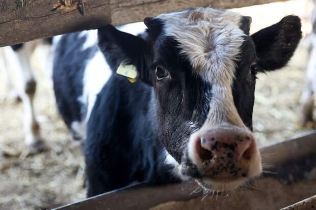 В Новосибирской области завершили изъятие скота у населения. Больше не сжигают