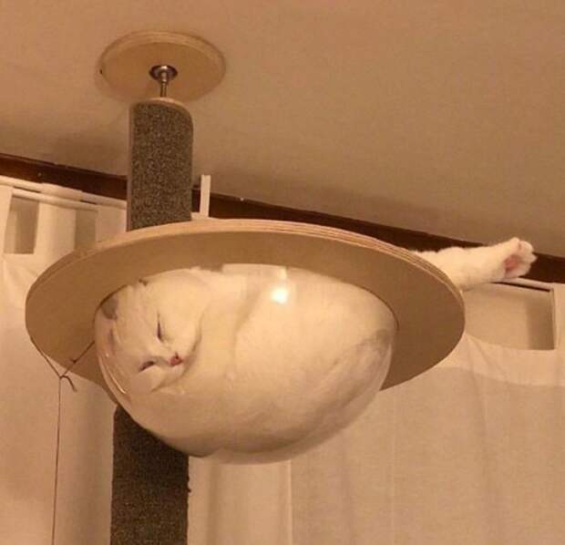 кошачьи проделки кот отдыхает