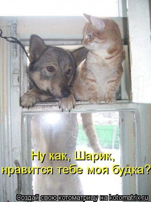 Лучшая котоматрица за неделю (31 шт)
